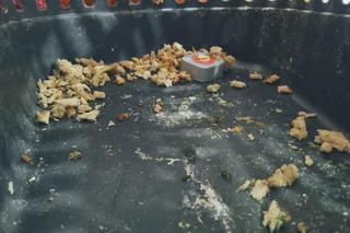 Wrocław. Ktoś wyrzucił na parkingu papugę. Była splątana sznurkiem do tresury