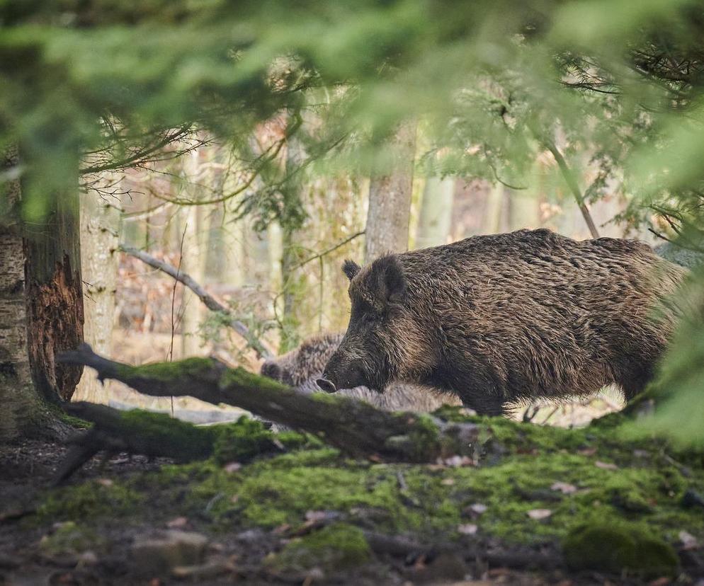 Coraz więcej dzików w przestrzeni miejskiej. Jak zachować się, gdy spotkamy je na drodze? 