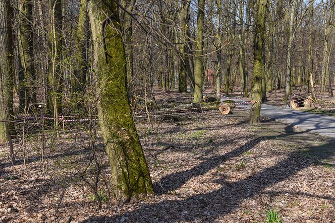 Maję zabiło spróchniałe drzewo w parku