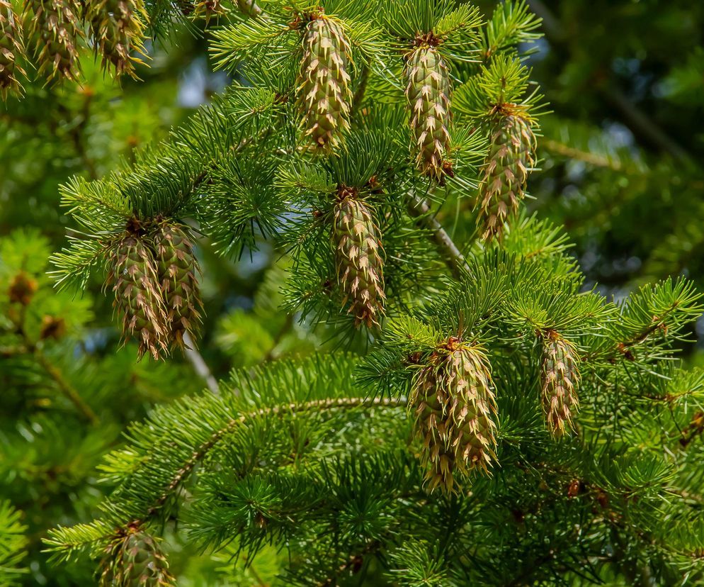 Jak mocno można przyciąć siedmiometrowe daglezje?