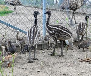 Pisklęta emu zamieszkają w poznańskim ZOO 