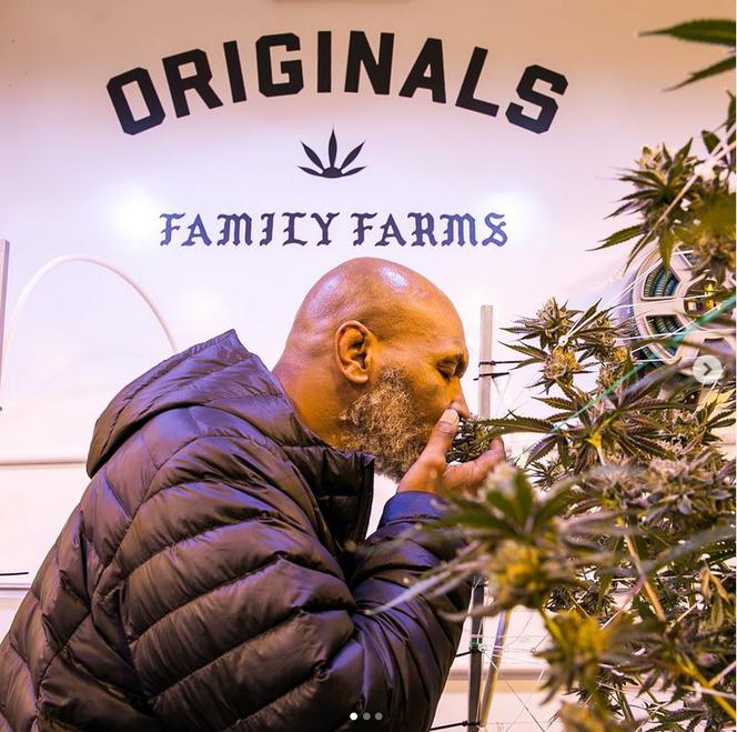 Mike Tyson hoduje marihuanę
