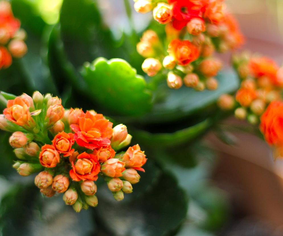 Kalanchoe 