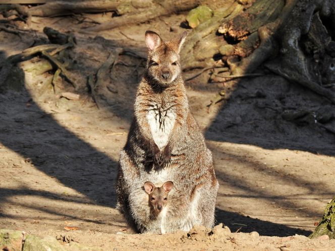 Małe kangurzątka urodziły się w Ogrodzie Zoobotanicznym w Toruniu
