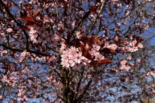 Wiosna w Międzyzdrojach zachwyca