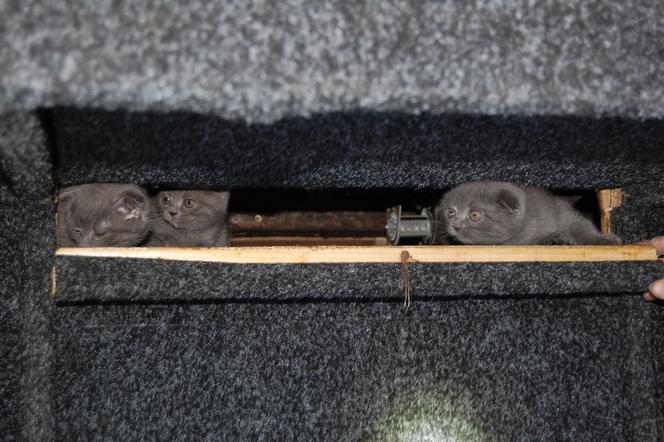 Pięć kotków rasy Scottish Fold odnalezionych w skrytce ukraińskiego busa! [ZDJĘCIA,WIDEO]