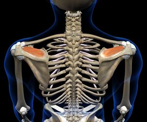 Mięsień nadgrzebieniowy – budowa, funkcje, ból i leczenie