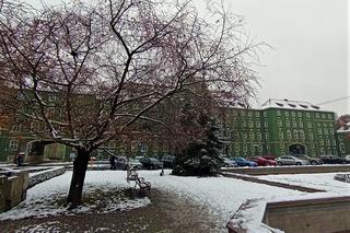 Wiśnia japońska na Jasnych Błoniach obsypała się kwiatami