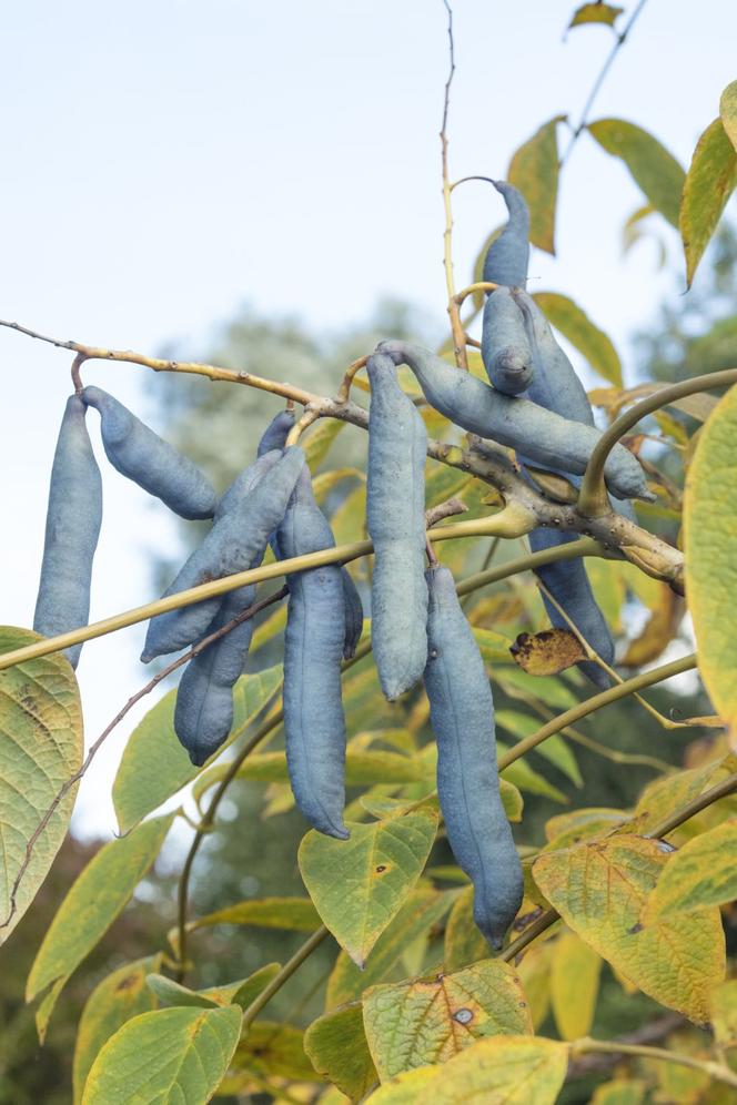 Rośliny o niebieskich owocach