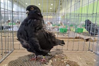 Kalisz. Rasowe gołębie, drób i króliki można podziwiać w hali OSRiR