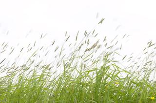 Alergia na pyłki traw - objawy. Które trawy uczulają?