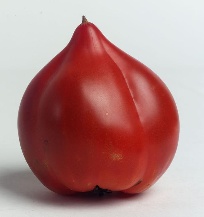 Pomidor Bawole Serce