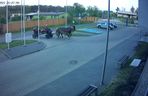 Poddębice. Wóz konny na parkingu komendy. Kierowca nietrzeźwy i z dożywotnim zakazem [ZDJĘCIA]. 