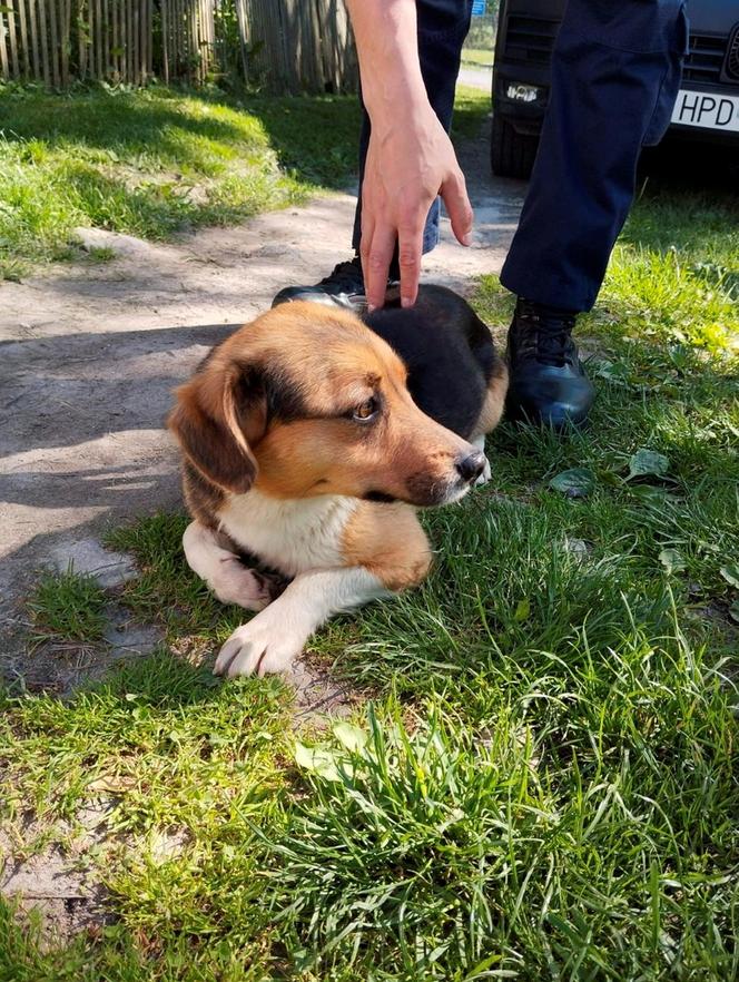 Śliczny kundelek uwięziony w worku na ziemniaki. Uratowały go dzieci wracające ze szkoły