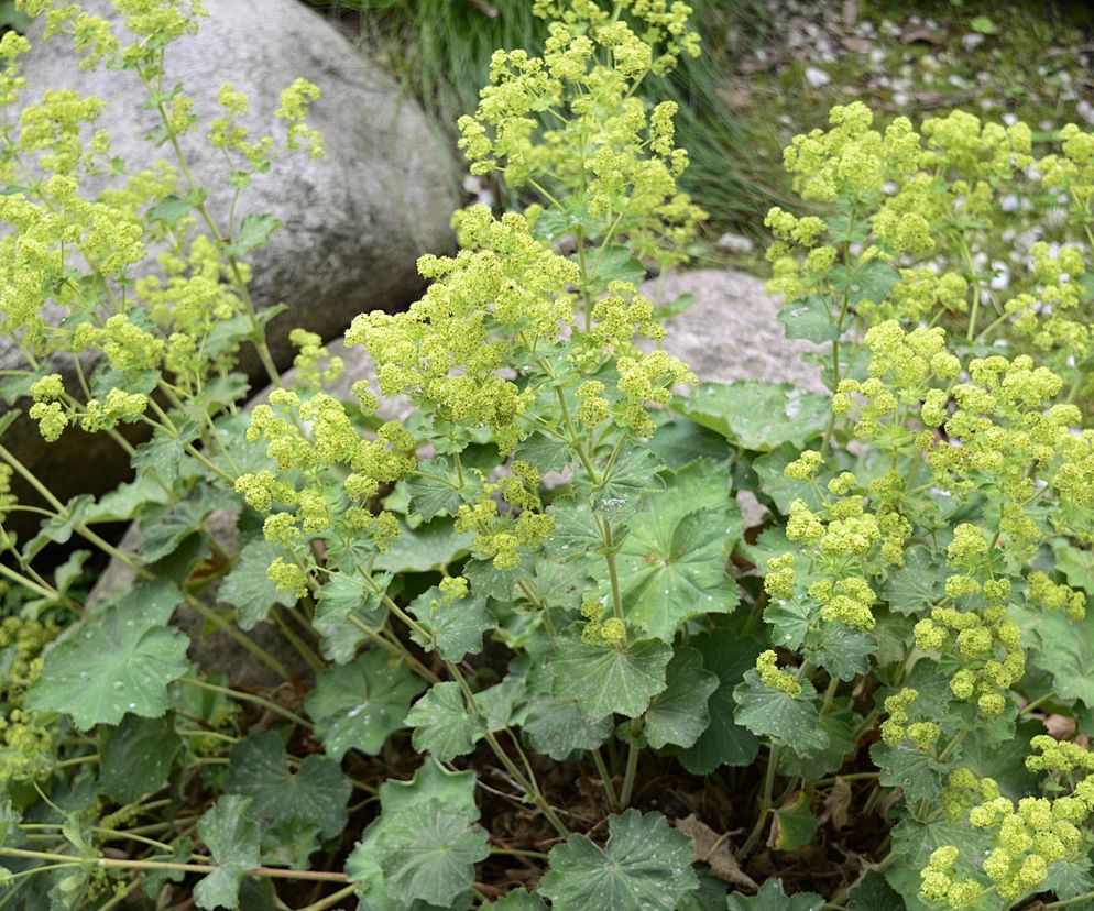 Przywrotnik ostroklapowy