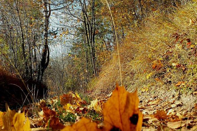 Jesień w lesie Dąbrowa