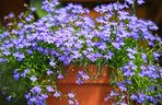 Lobelia przylądkowa