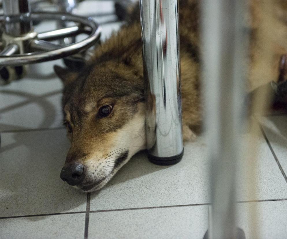 wilk w lubelskiej klinice