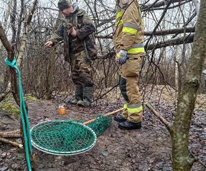 Lubelskie. Szczeniaki uwięzione w lisiej noże. Strażacy kopali w zmarzniętej ziemi przez 3 godziny