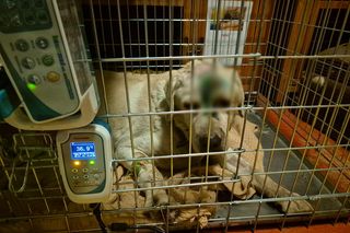 Burmistrz Siechnic wywołał oburzenie. O chorym psie powiedział, że był zwierzęciem zewnętrznym