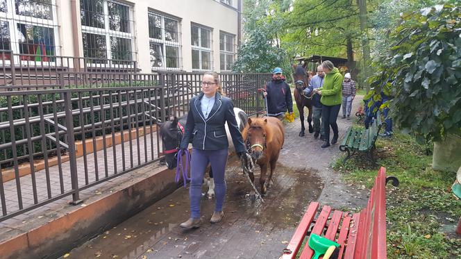 Pastwisko dla koni w Sosnowcu