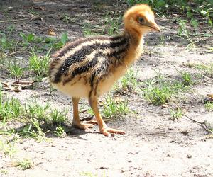  To jeden z najgroźniejszych ptaków na świecie. Pisklę wykluło się w warszawskim zoo