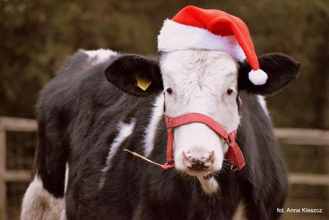 Fundacja Inter Pares prosi o pomoc. Brakuje siana dla koni