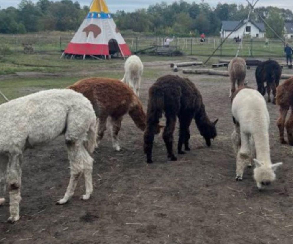 To najlepsza atrakcja dla dzieci w woj. podlaskim według AI. Tego się nie spodziewacie!