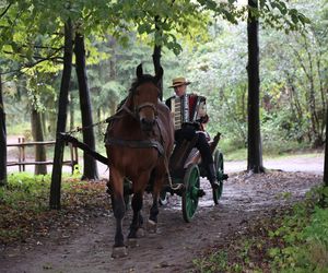 Tak ongiś siekano kapustę w woj. lubelskim. „Obieraczki kapuściane” w Muzeum Wsi Lubelskiej