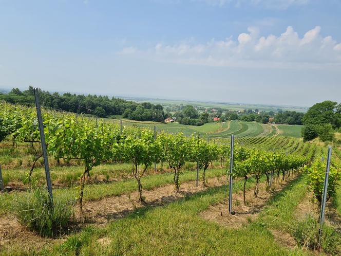 Dariusz Rosół. Pierwszy winiarz w Polsce, który może robić wino mszalne