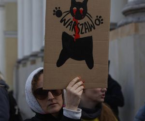 Wielki protest przez ratuszem. Wolontariusze walczą o życie kotów