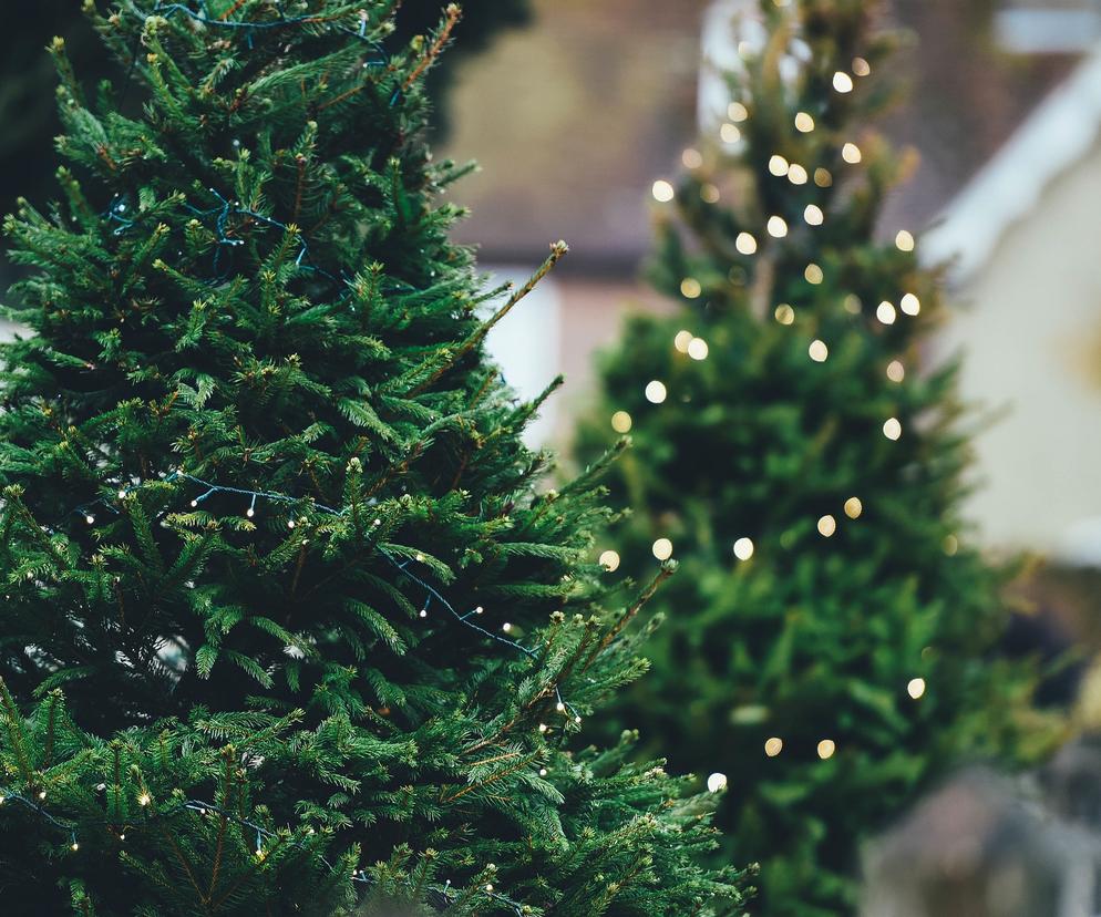 Ceny choinek w Toruniu. Gdzie najlepiej kupić drzewko świąteczne? Leśnicy mają ciekawe oferty