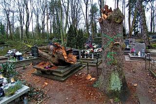 Powalone drzewo na Cmentarzu Centralnym w Szczecinie