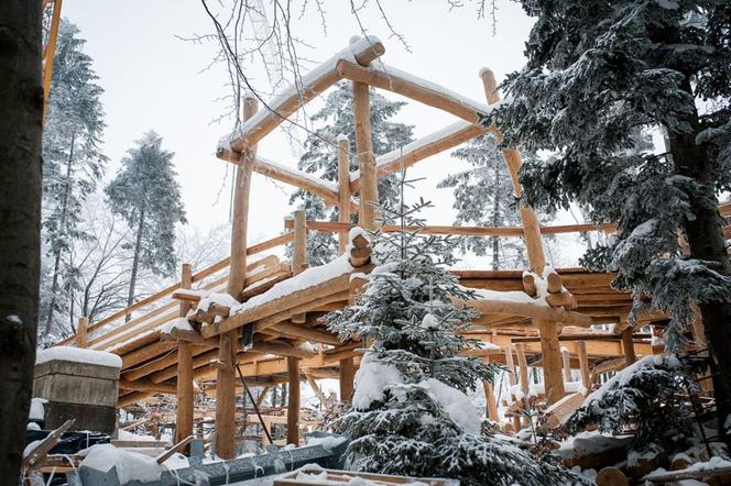 W Małopolsce powstaje ścieżka w koronach drzew! To pierwszy taki projekt w kraju [ZDJĘCIA]