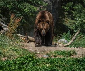 Niedźwiedź znów zaatakował człowieka w Tatrach. Mężczyzna trafił do szpitala