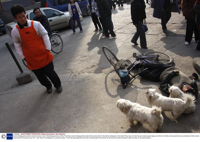 Psiaki pilnowały pijaczka 