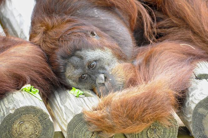Około 30 zwierząt spłonęło w zoo w Krefeld. Wśród nich m.in. orangutany
