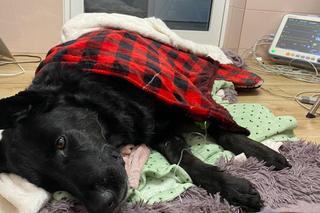 Sercowe problemy Czarnego [GALERIA]