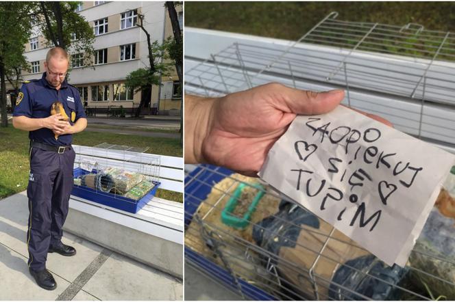 Gdynia: Świnkę porzucono w samym centrum miasta! Na klatce była kartka z napisem „Zaopiekuj się Tupim”