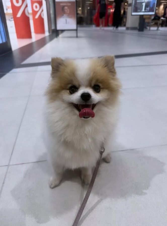 Daisy Najman, pies Marcina Najmana