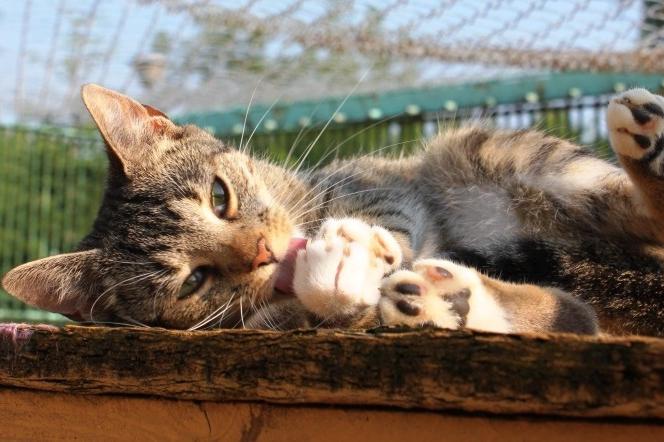 Coraz więcej zgłoszeń o adopcję napływa do poznańskiego schroniska