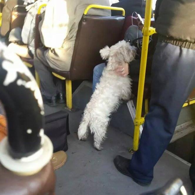 Psy w autobusach ZTM na Śląsku. Tak się je przewozi