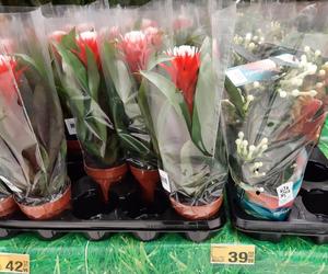 Ceny kwiatów na Dzień Kobiet w popularnych marketach 