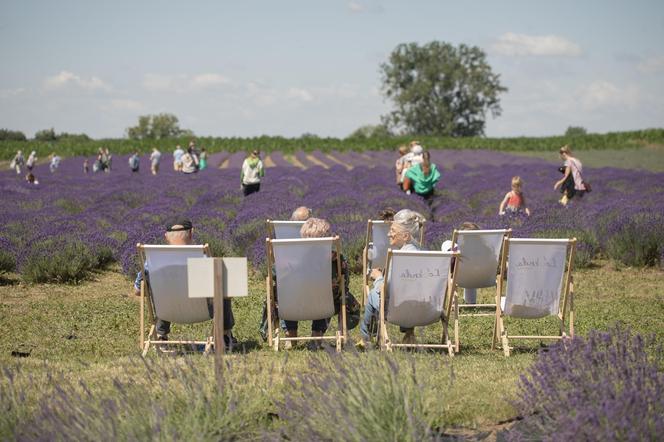 To ostatni moment na wizytę na lawendowym polu w Złotnikach Kujawskich. Drugiego takiego w regionie nie ma 