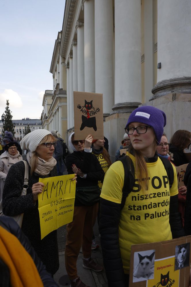 Wielki protest przez ratuszem. Wolontariusze walczą o życie kotów