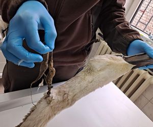 Śmierć w żyłce. Warszawskie ptaki giną przez śmieci wędkarzy.