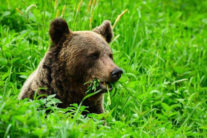 Pogranicznicy widzieli niedźwiedzia w okolicach Płaskiej na Podlasiu?