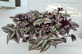 Raz w roku robię to z trzykrotką. Prosty zabieg, dzięki któremu kwiat rośnie gęsto i wygląda zjawiskowo