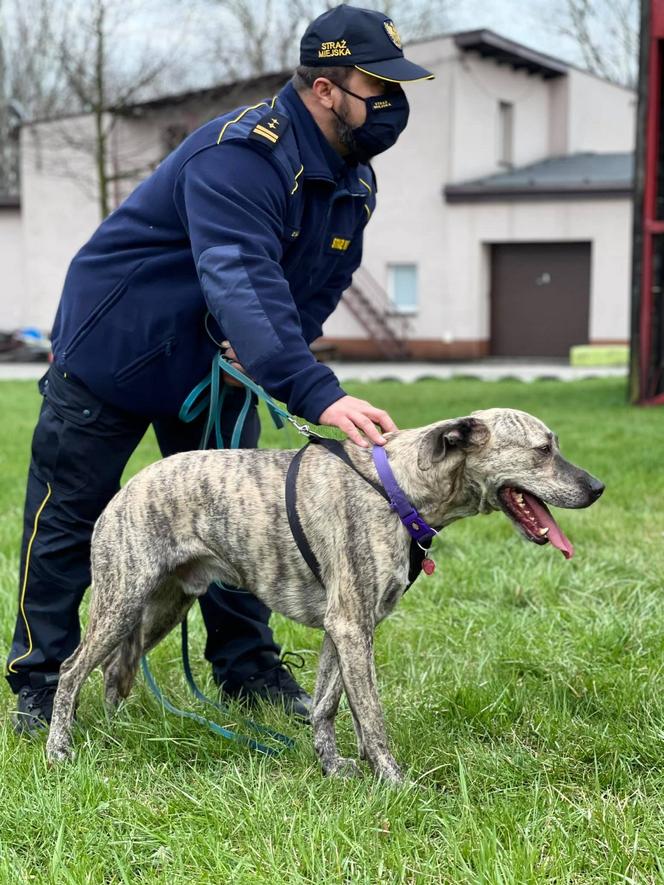 Pies w straży miejskiej