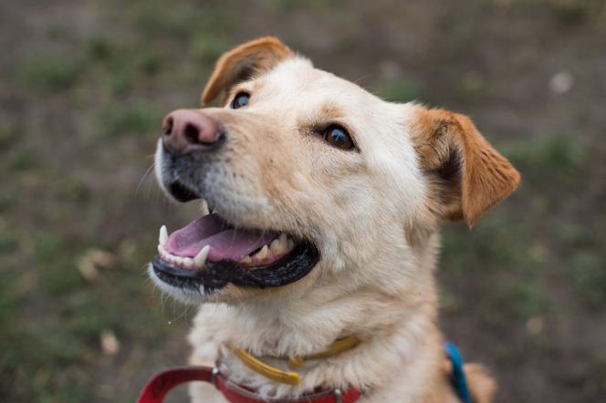 PIES DO ADOPCJI - Bella